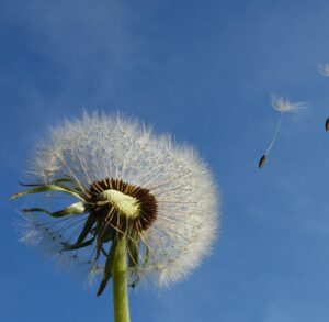 EMDR therapie voor vlotte verwerking emotionele of traumatische ervaring